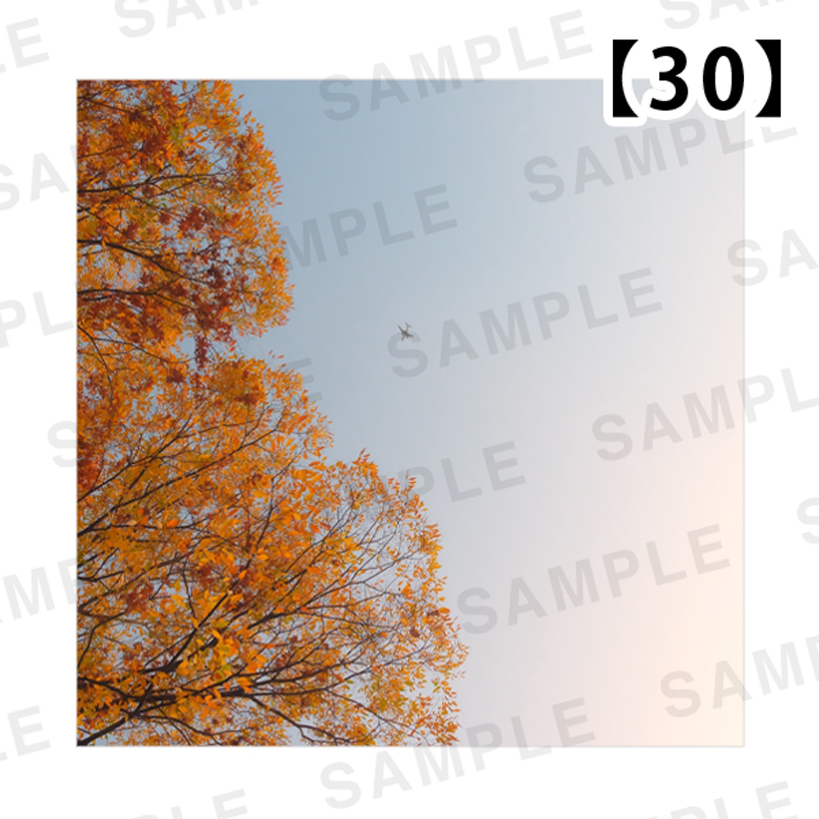 ���Ⱖ轡å���������SQmini�̿��ѥͥ�