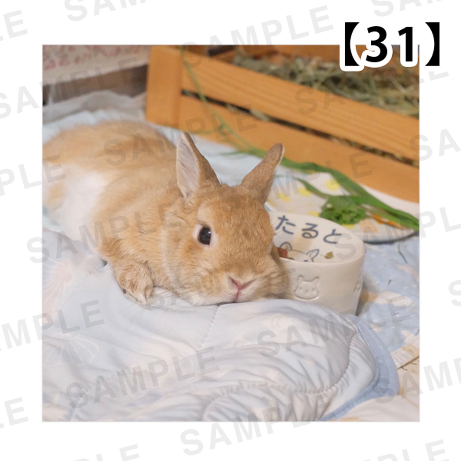 ���Ⱖ轡å���������SQmini�̿��ѥͥ�