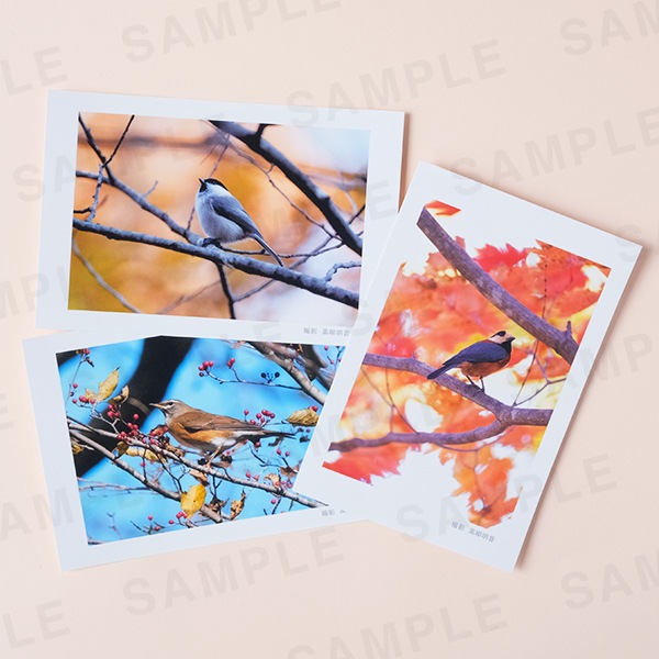 ���������åݥ��ȥ�����3�祻�å�