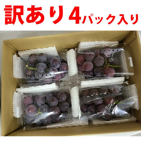 ご注文より１４日以内に発送 <br>送料無料 岡山産・種なし「ニューピオーネ」訳あり品 2kgご自宅用 500g×4 箱入り 数量限定 岡山県新見市哲多産 草月葡萄園 ^YYNP02B2^