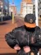 SPECIAL EDITION��2 TONE BB CAP��