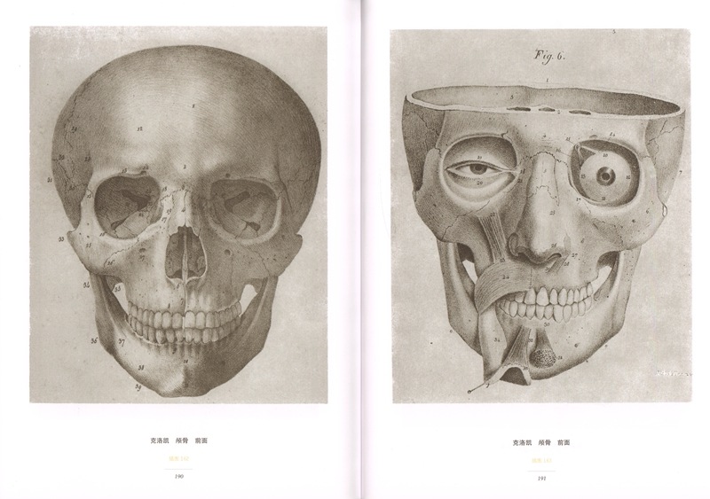 フリッツ 芸用人体解剖 AN ATLAS OF ANATOMY FOR ARTIST 中国語版美術