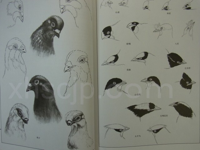 鳥編 中国画白描技法 工筆画線描花鳥画譜 大人の塗り絵 / 工笔画