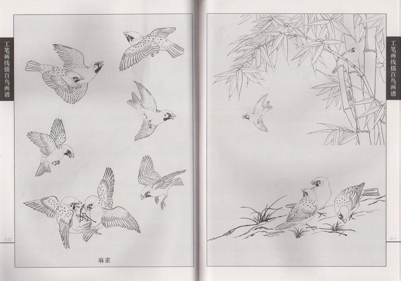 鳥編 中国画白描技法 工筆画線描花鳥画譜 大人の塗り絵 / 工笔画