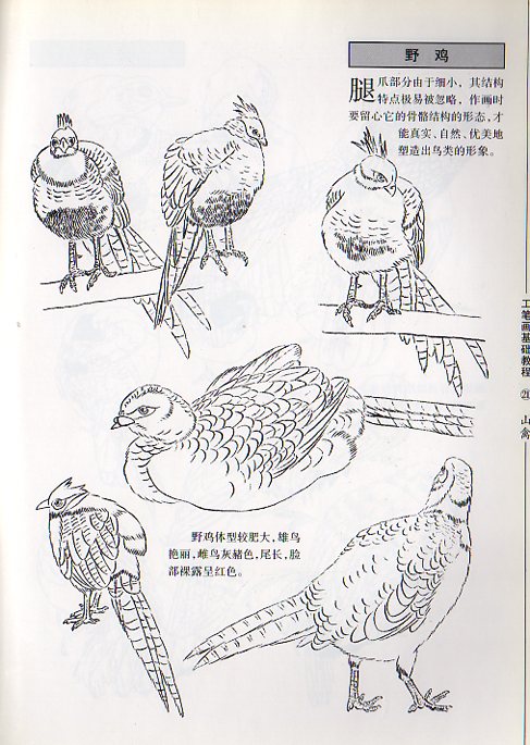 山鳥 工筆画基礎技法 水墨画技法 中国絵画/山禽 工笔画基础