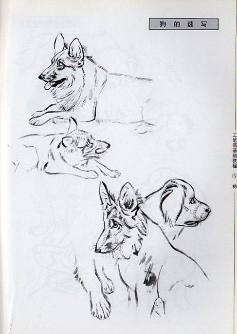 犬 工筆画基礎技法 水墨画技法 中国絵画/狗 工笔画基