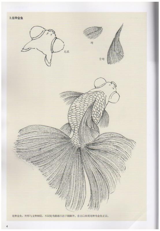 金魚 工筆画法 中国絵画/金鱼 工笔画法 | 中国美術 芸術