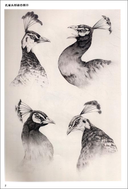 孔雀　螺鈿　蒼岳筆　絵 孔雀螺鈿蒼岳筆絵