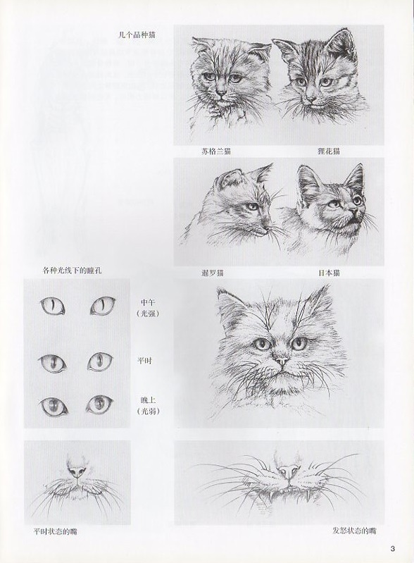 工筆猫犬技法 中国工筆動物画譜 中国絵画/工笔猫狗技法 中国工 