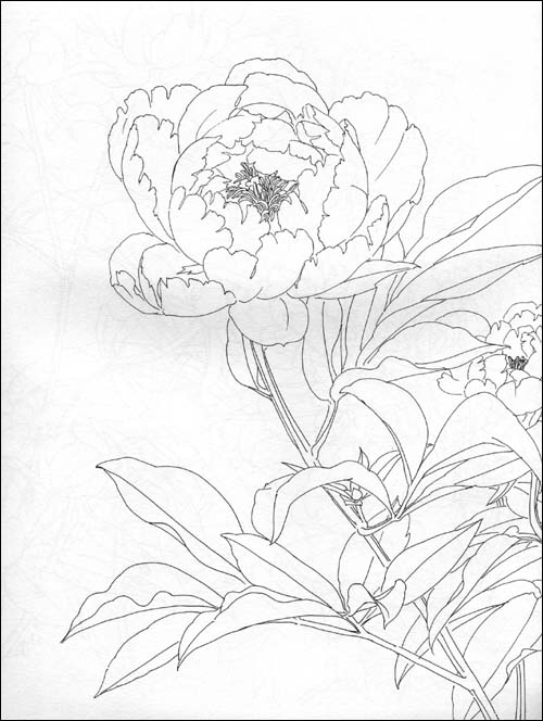 シャクヤク 白描花卉 中国語線描書 大人の塗り絵 優雅な芍薬のぬり絵