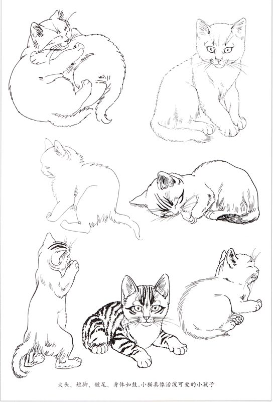 中国古美術 徐悲鴻款 雙猫図三尺画芯 肉筆手描き 動物画 宣紙画芯 証書