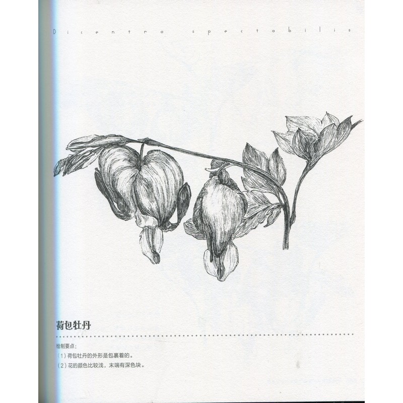 絵画　洋風　花　肖像画　モノクロ フランス王ルイ16世(1754-1793)の肖像 ジョセフ・デュクルー