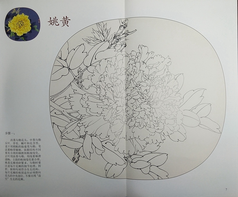 牡丹名品 趙粉 姚黄 六歩学工筆画 A3判 大人の塗り絵 中国絵画/牡丹