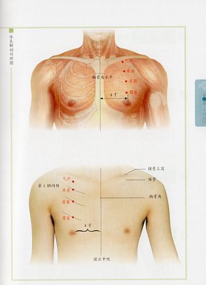 鍼灸力学　経絡の秩序と経穴力の研究 鍼灸力学 経絡の秩序と経穴力の研究(馬場白光) / 古本、中古本