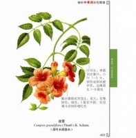 「草薬生活」中国語版
世界図書出版公司
全576ページ Amazon.co.jp: 薬のルーツ”生薬” －科学的だった薬草の効能