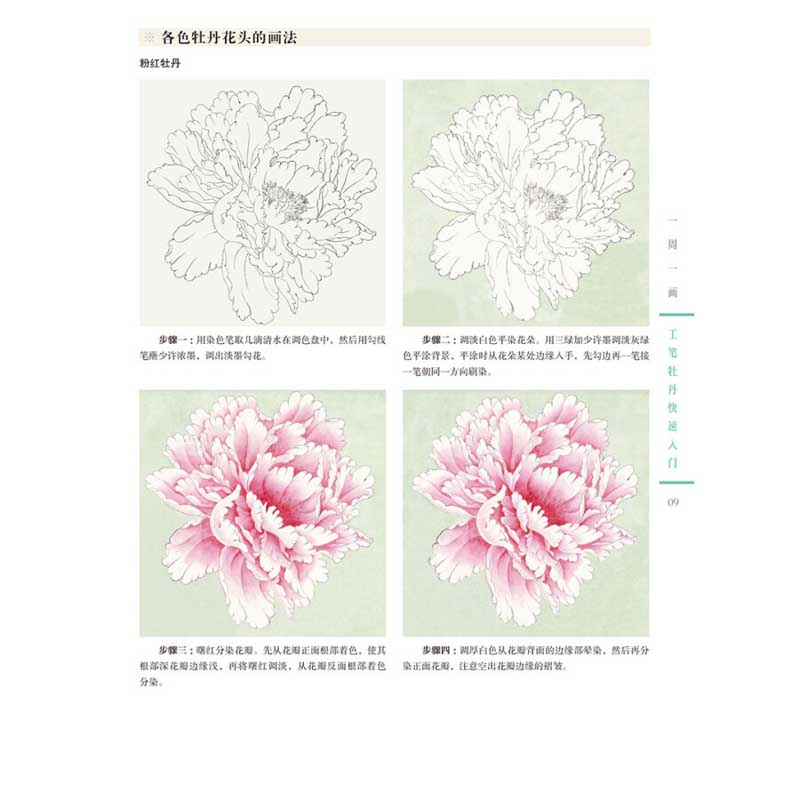 工筆牡丹快速入門 一週一画 水墨画技法 中国絵画/工笔牡丹