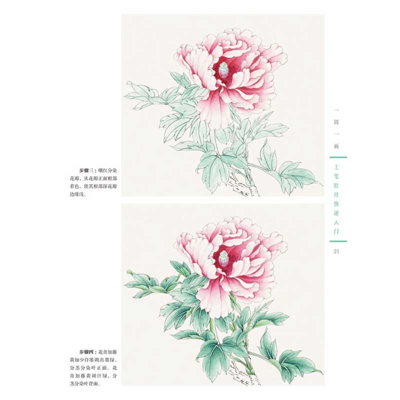 工筆牡丹快速入門 一週一画 水墨画技法 中国絵画/工笔牡丹