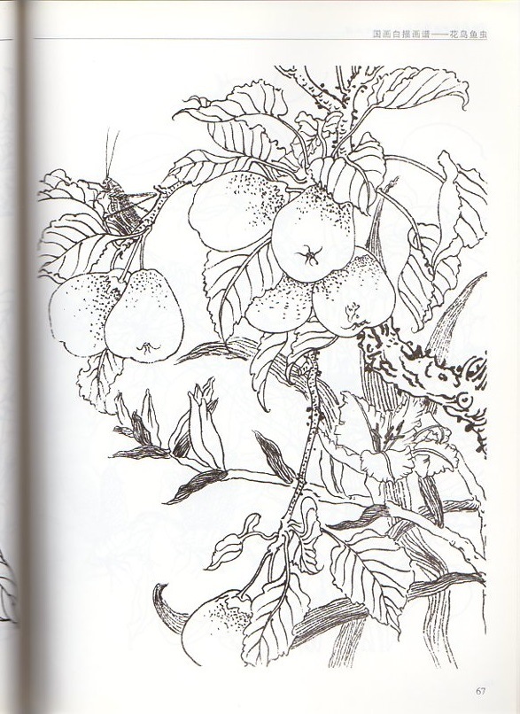 白描花鳥魚虫 下地 白描画譜 初学者の友 中国絵画/花鸟鱼