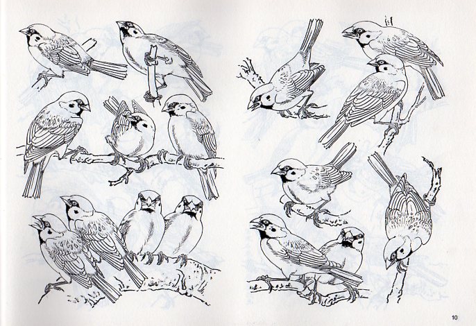 鉛筆画 雀 スズメ 鉛筆画 雀 スズメ