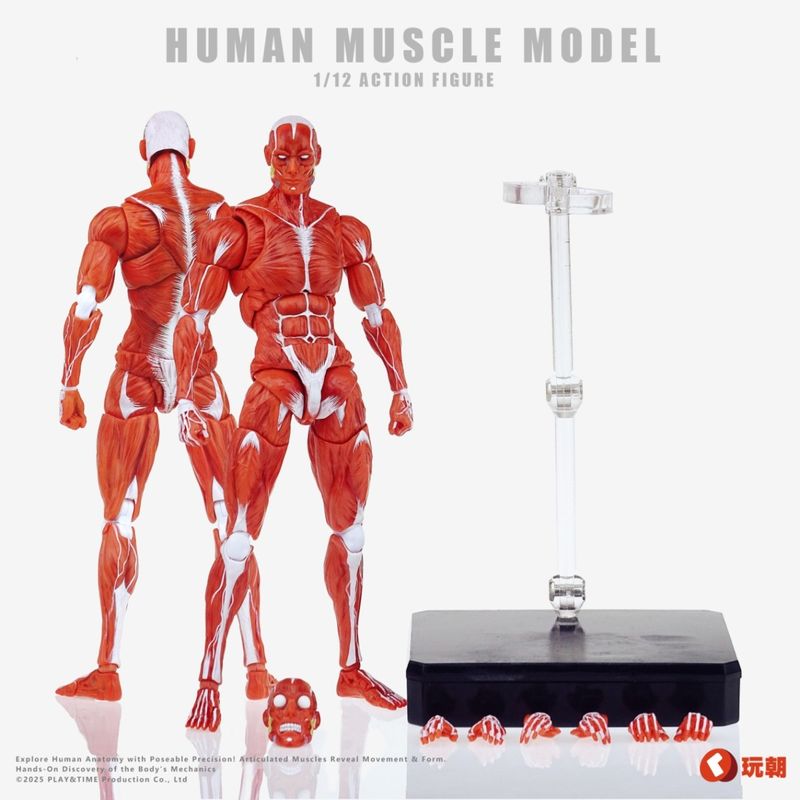 人体筋肉模型 1/12スケール可動フィギュア レッドの商品画像
