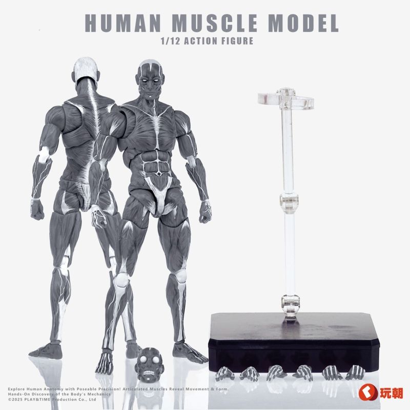 人体筋肉模型 1/12スケール可動フィギュア グレーの商品画像
