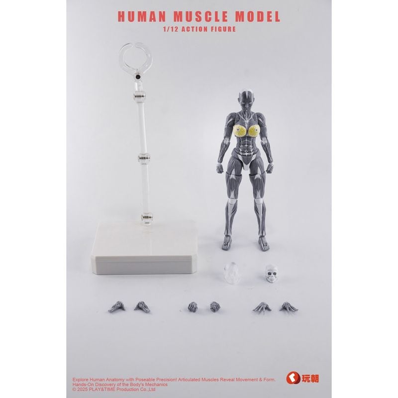 人体筋肉模型 女性Ver. 1/12スケール可動フィギュア グレーの商品画像
