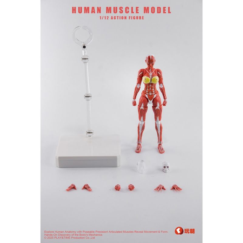 人体筋肉模型 女性Ver. 1/12スケール可動フィギュア レッドの商品画像