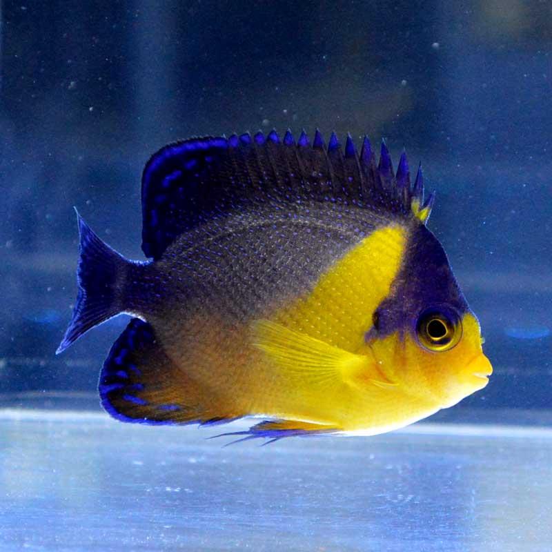 沖縄産スミレヤッコ　ヤッコ　海水魚 沖縄産スミレヤッコ ヤッコ 海水魚