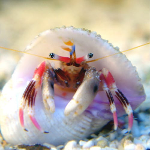 カザリサンゴヤドカリ 沖縄産 海水魚図鑑 過去入荷 甲殻類 やどかり屋