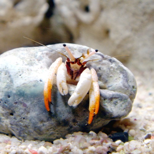 アカツメサンゴヤドカリ【沖縄産】 | 海水魚図鑑（過去入荷）,甲殻類