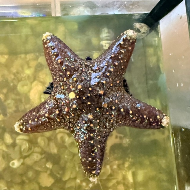 オニヒトデ【近海産】 | 海水魚図鑑（過去入荷）,海水魚,ヒトデ・シダ