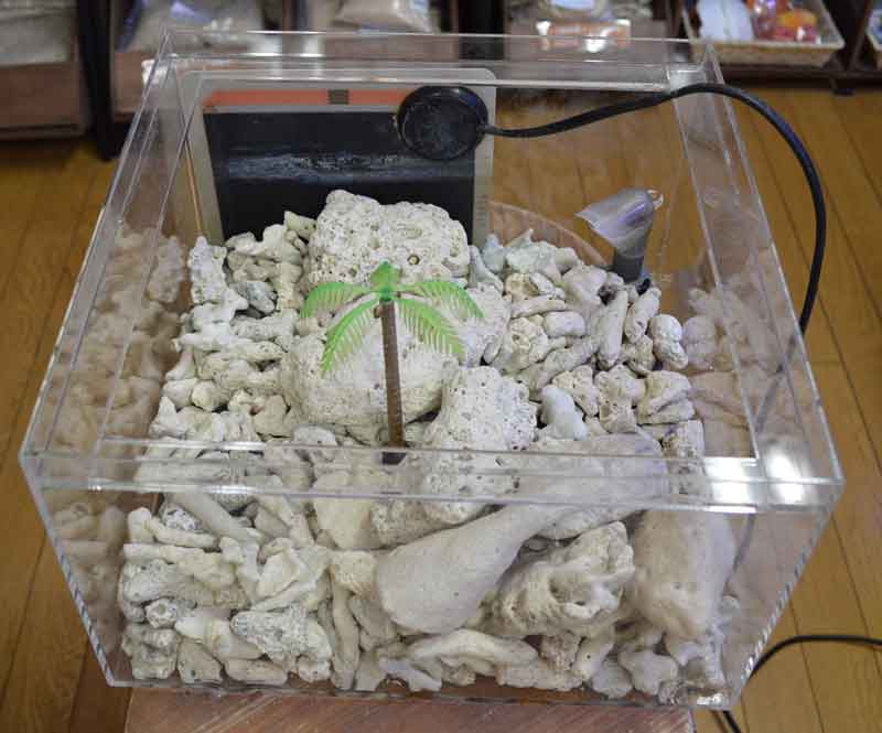 A級天然サンゴ岩約200g (5～10cm程度) | 海水魚・サンゴ飼育用品