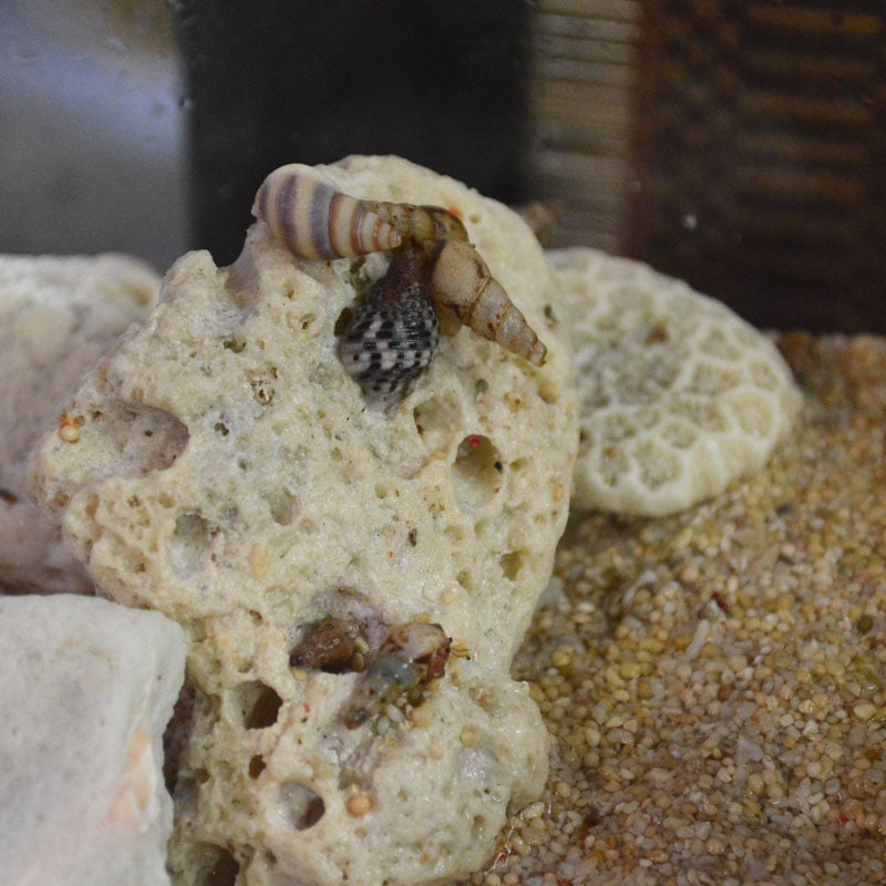 A級天然サンゴ岩約200g (5～10cm程度) | 海水魚・サンゴ飼育用品