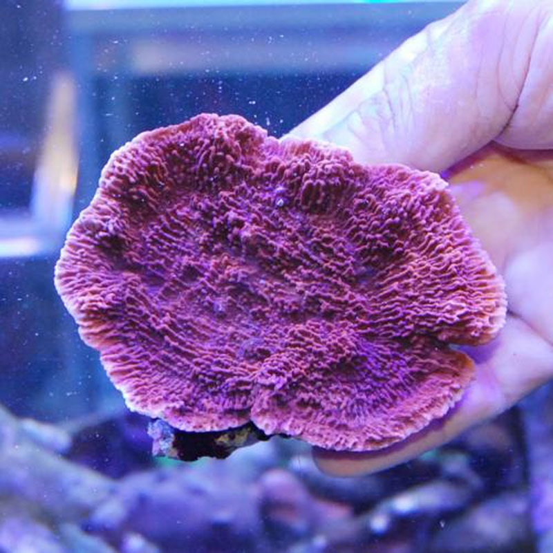 ウスコモンサンゴ　レッド　2つセット ウスコモンサンゴレッド2つセット