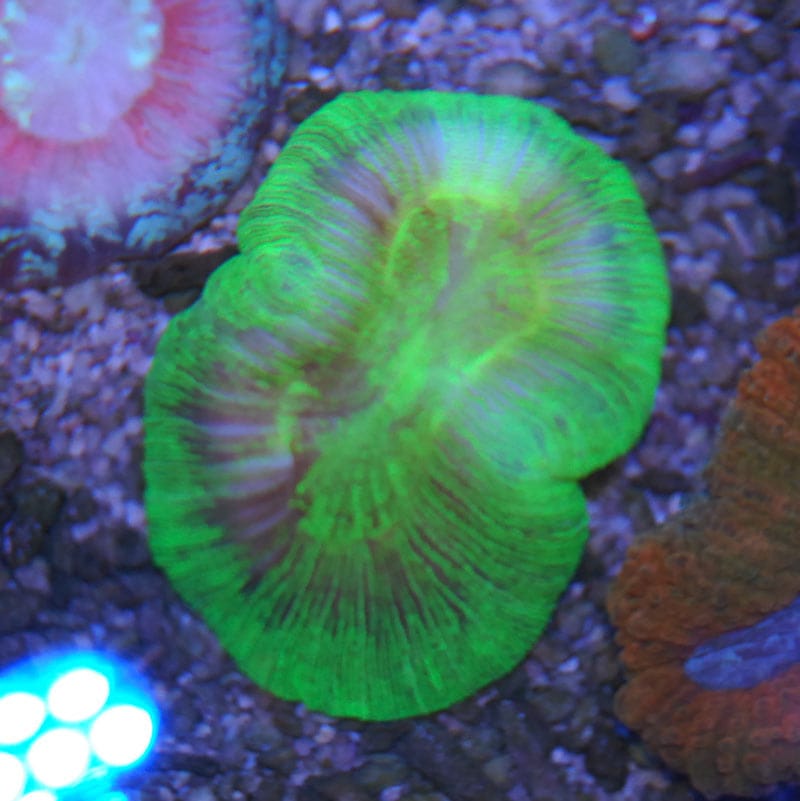 オオバナサンゴ(グリーン)