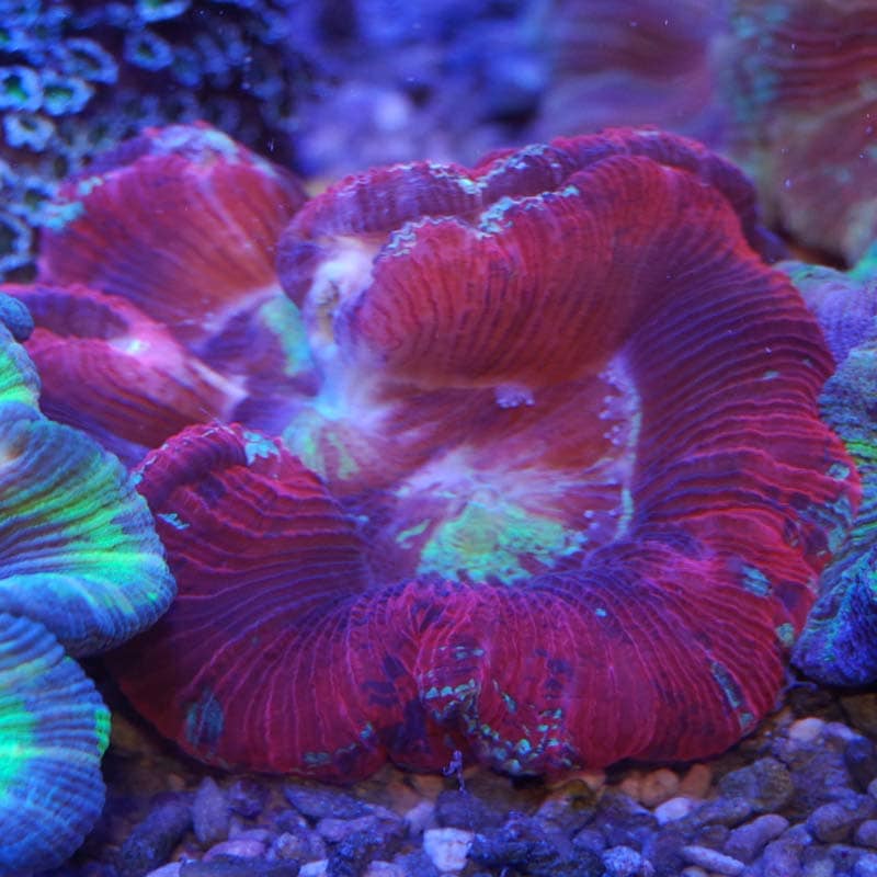 ブレインコーラル レッド 海水魚図鑑 過去入荷 サンゴ イソギンチャク ハードコーラル やどかり屋