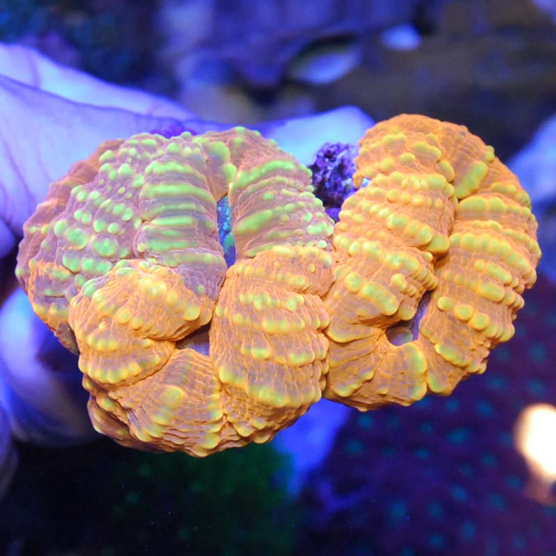 海水魚 サンゴ マルハナガタサンゴ