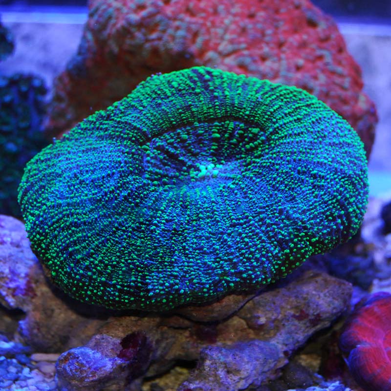 スコリミア グリーン【トンガ産】 | 海水魚図鑑（過去入荷）,サンゴ
