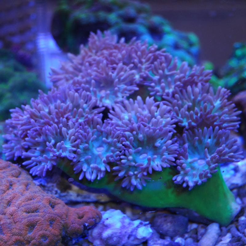 ウィスカーズコーラル【オーストラリア産】 | 海水魚図鑑（過去入荷