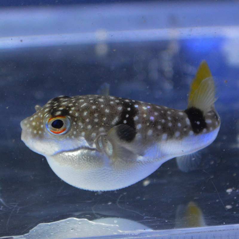 クサフグ 【近海産ハンドコート】 | 海水魚図鑑（過去入荷）,海水魚