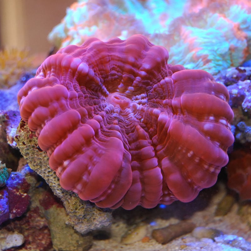 【オーストラリア産】ハナガタサンゴ【Lサイズ】 サンゴ現物5☆ハナガタサンゴ !15時までのご注文で当日発送(t134