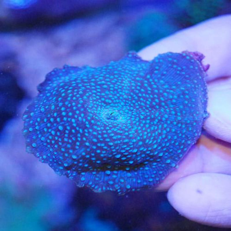 ＊* ブルーコーラル 青サンゴ 珊瑚 原石 天然石 *＊ 粒売り】青珊瑚 ブルーコーラル6mm｜咲耶開運堂
