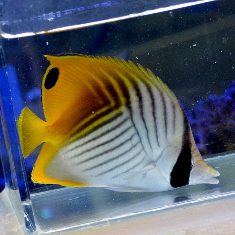 トゲチョウチョウウオ【沖縄産ハンドコート】 | 海水魚図鑑（過去入荷
