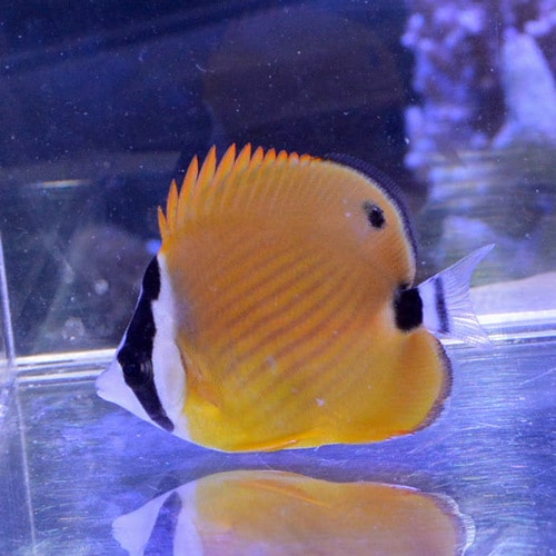 海水魚ツキチョウチョウウオ 約13センチ