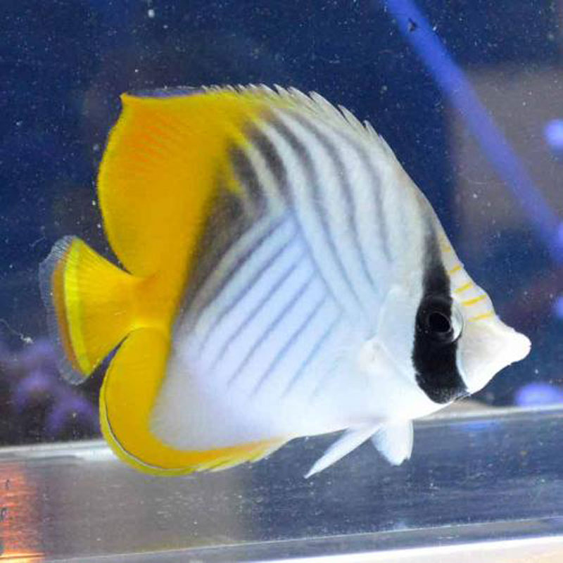 トゲチョウチョウウオ【紅海産】 | 海水魚図鑑（過去入荷）,海水