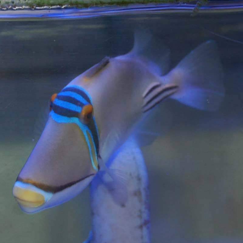 ピカソトリガーフィッシュ【紅海産】 | 海水魚図鑑（過去入荷）,海水魚