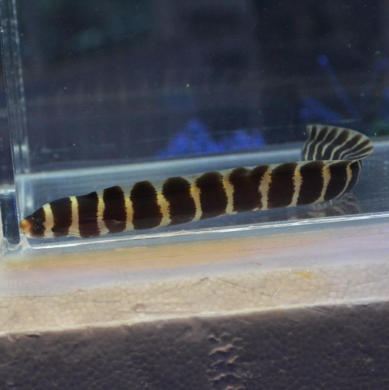 シマアラシウツボ【インドネシア産】 | 海水魚図鑑（過去入荷）,海水魚