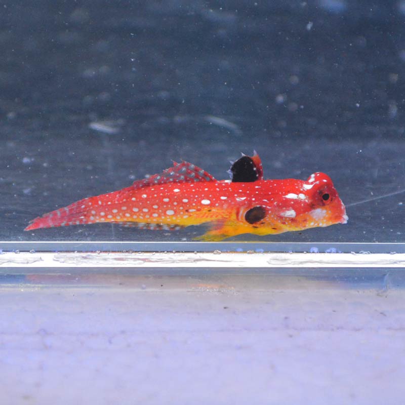 ミヤケテグリsp.【セブ産】 | 海水魚図鑑（過去入荷）,海水魚,その他