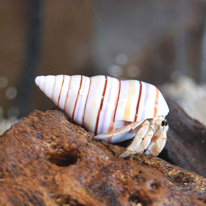 おやびん ライブディオ ZX仕様 型式AF35