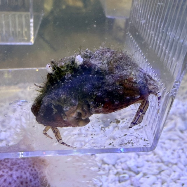 ヒシガニ【近海産】 | 水棲ヤドカリ・甲殻類,カニ | やどかり屋